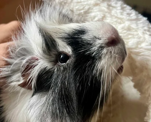 Tribble cute furry long haired black & white guineapig