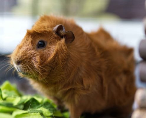chewie cute ginger guinea pig